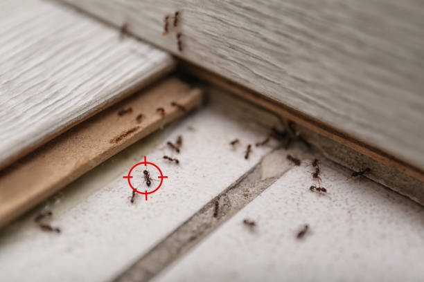 Best Residential Pest Control  in New Market, MD