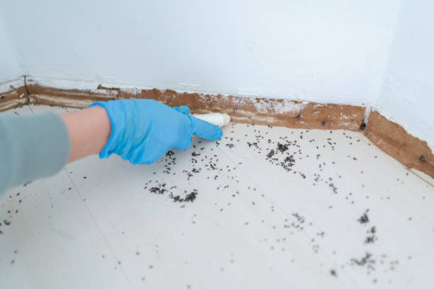 Best Pest Control for Homes  in New Market, MD